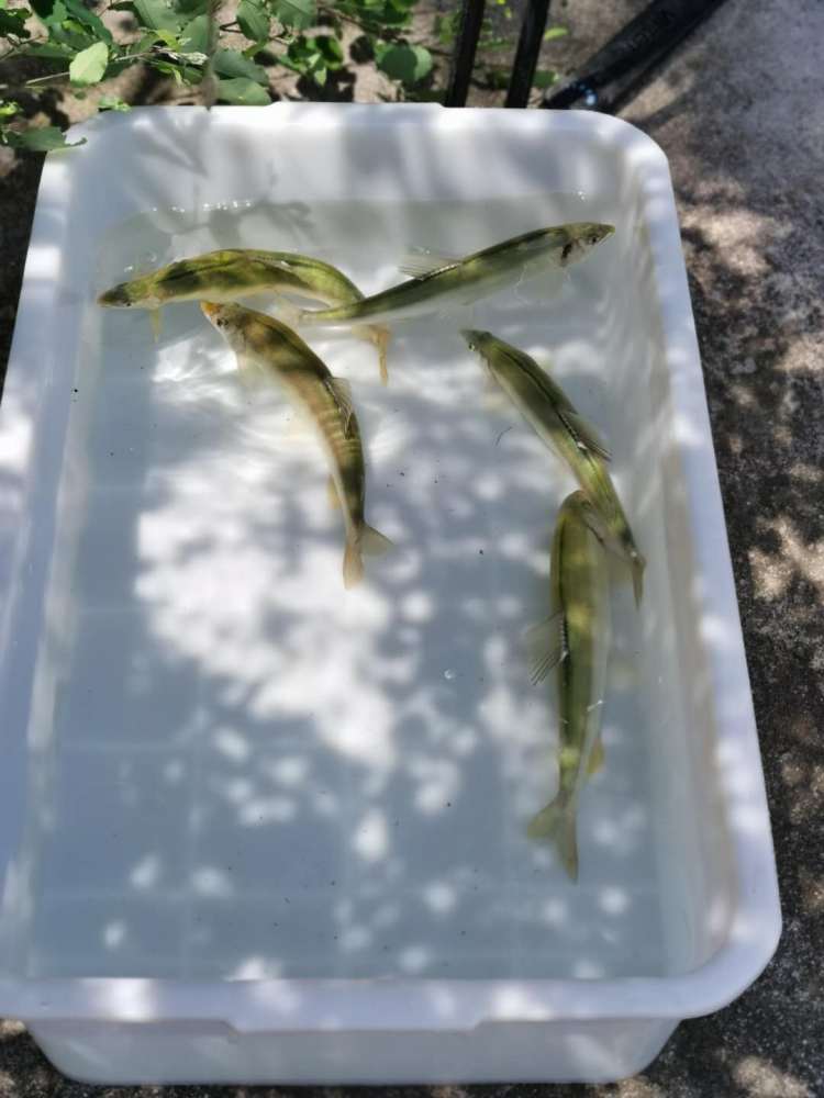 以鱼全国放鱼日和世界海洋日来临之际 2000尾仙胎鱼在崂山放流