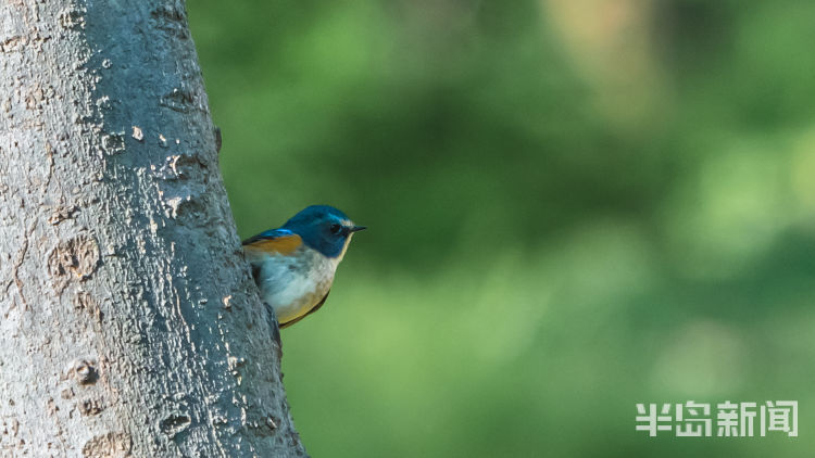 60翅膀的痕迹——记者历时60多天拍摄途经青岛的都市候鸟