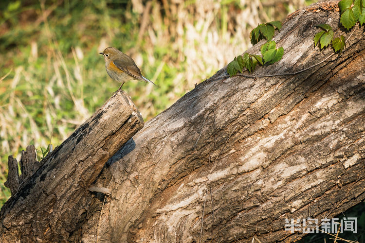 60翅膀的痕迹——记者历时60多天拍摄途经青岛的都市候鸟