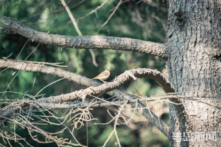 60翅膀的痕迹——记者历时60多天拍摄途经青岛的都市候鸟