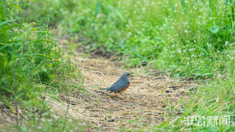 60翅膀的痕迹——记者历时60多天拍摄途经青岛的都市候鸟