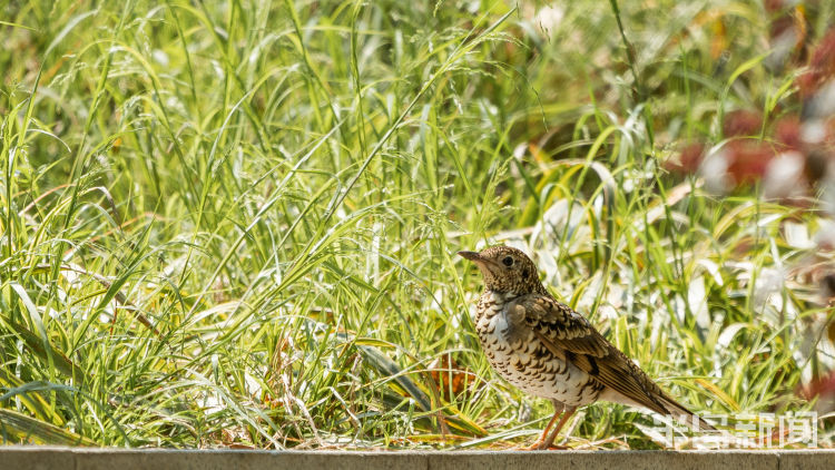 60翅膀的痕迹——记者历时60多天拍摄途经青岛的都市候鸟
