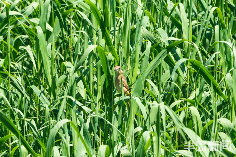 60翅膀的痕迹——记者历时60多天拍摄途经青岛的都市候鸟