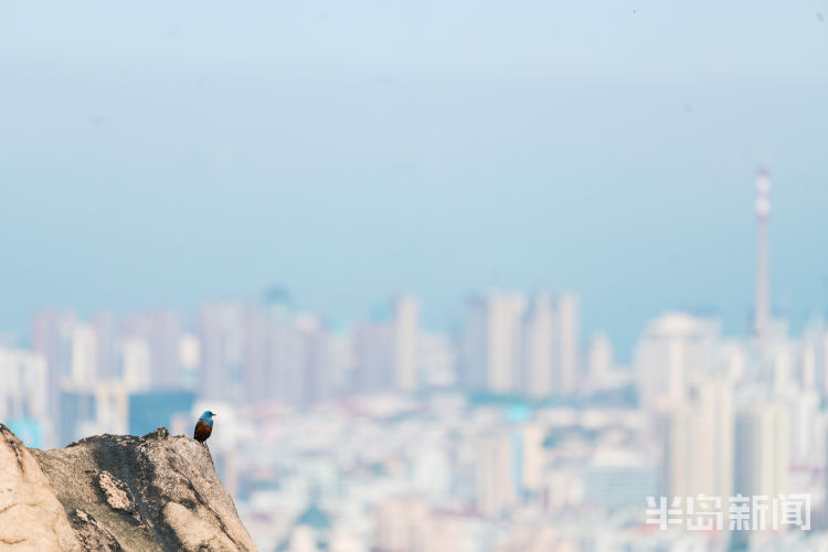 60翅膀的痕迹——记者历时60多天拍摄途经青岛的都市候鸟
