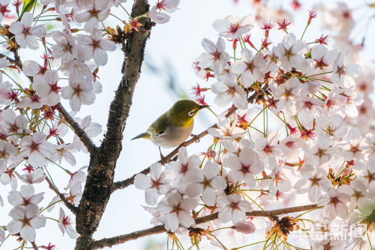 60翅膀的痕迹——记者历时60多天拍摄途经青岛的都市候鸟