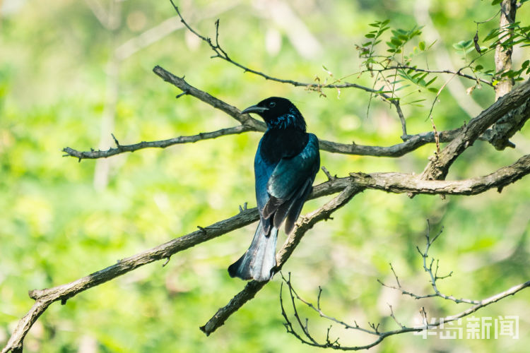 60翅膀的痕迹——记者历时60多天拍摄途经青岛的都市候鸟