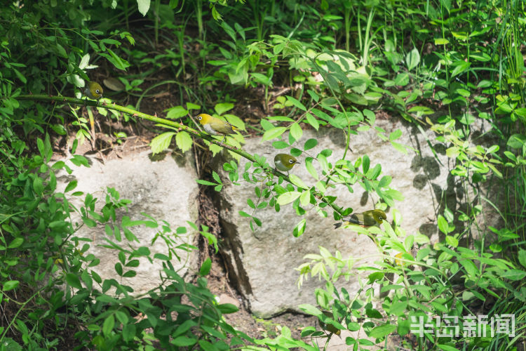 60翅膀的痕迹——记者历时60多天拍摄途经青岛的都市候鸟