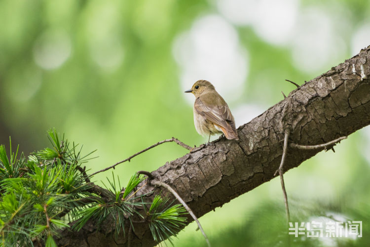 60翅膀的痕迹——记者历时60多天拍摄途经青岛的都市候鸟