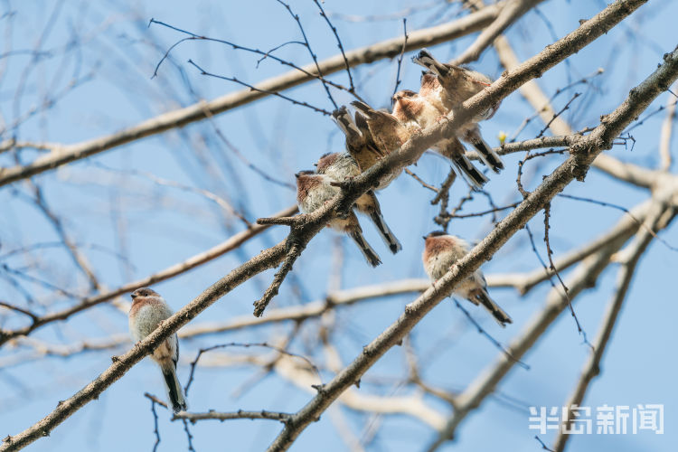 60翅膀的痕迹——记者历时60多天拍摄途经青岛的都市候鸟