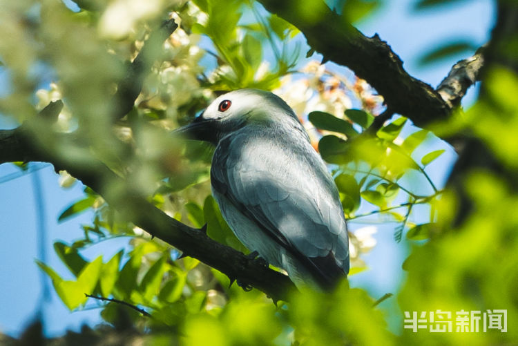 60翅膀的痕迹——记者历时60多天拍摄途经青岛的都市候鸟