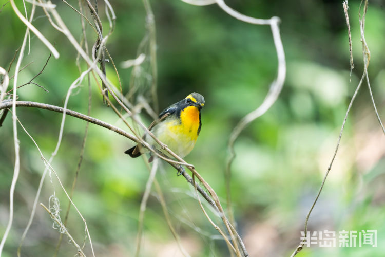 60翅膀的痕迹——记者历时60多天拍摄途经青岛的都市候鸟