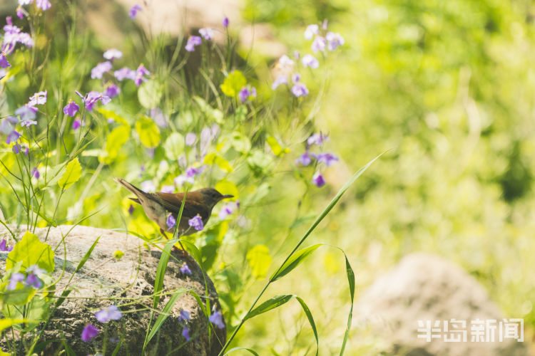 60翅膀的痕迹——记者历时60多天拍摄途经青岛的都市候鸟