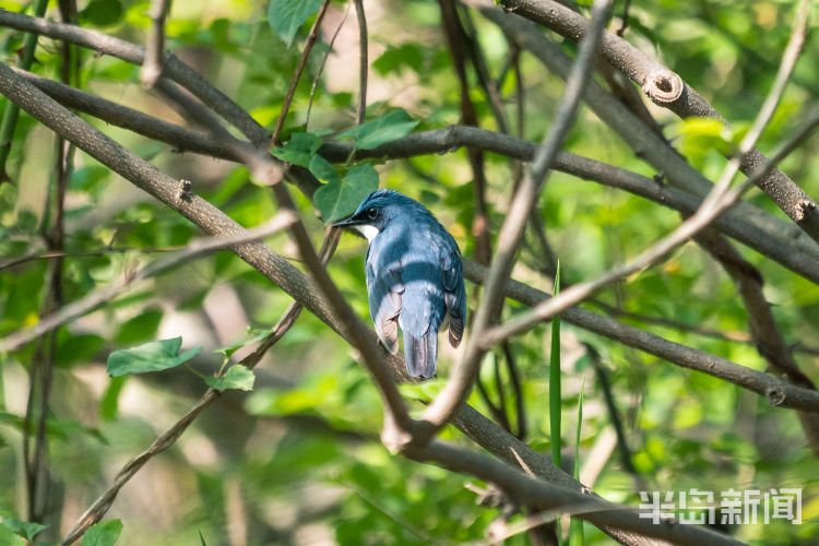60翅膀的痕迹——记者历时60多天拍摄途经青岛的都市候鸟