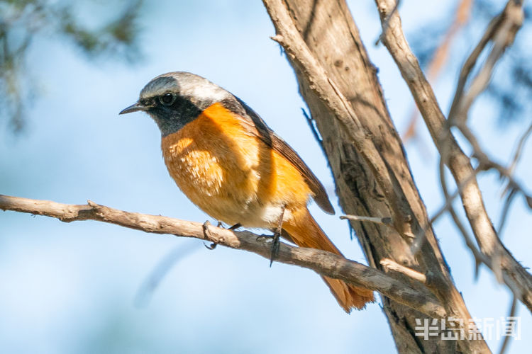 60翅膀的痕迹——记者历时60多天拍摄途经青岛的都市候鸟