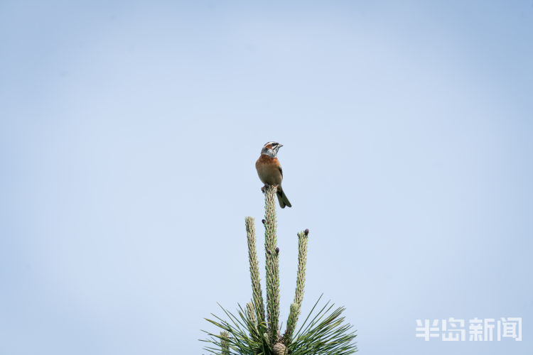 60翅膀的痕迹——记者历时60多天拍摄途经青岛的都市候鸟