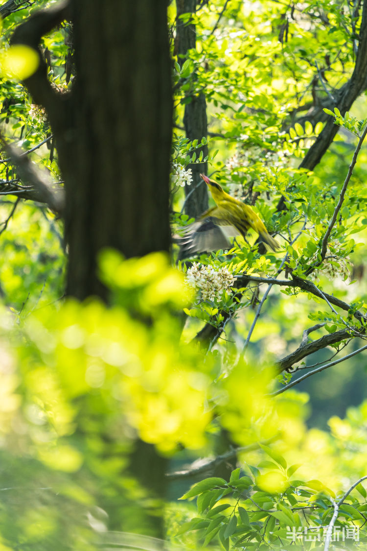 60翅膀的痕迹——记者历时60多天拍摄途经青岛的都市候鸟