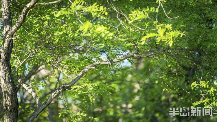 60翅膀的痕迹——记者历时60多天拍摄途经青岛的都市候鸟