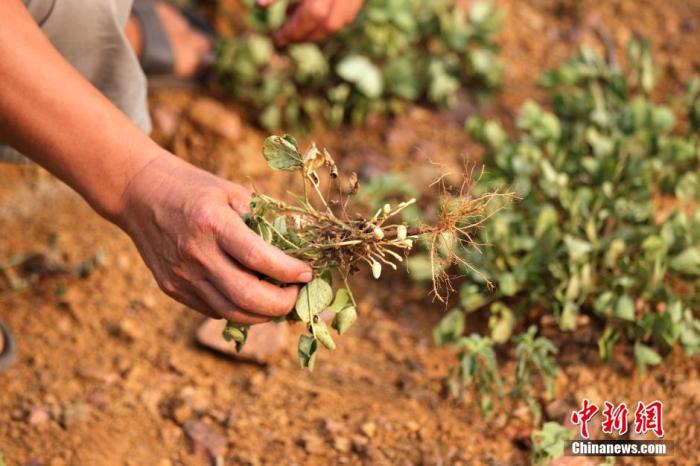 让人羡慕的“青岛20℃”又重出江湖 北方局地发干旱预警