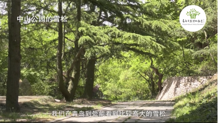 秘闻青岛自然博物教育线上开讲 青岛市树竟然有这么多“秘闻”