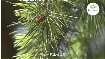 秘闻青岛自然博物教育线上开讲 青岛市树竟然有这么多“秘闻”