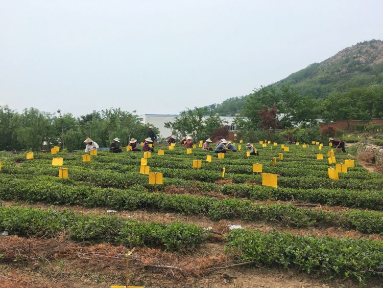 崂山2020年崂山茶斗茶大赛金奖得主胡孝林手工制茶初心不改 传播崂山茶文化