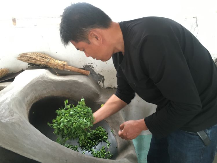 2020年崂山茶斗茶大赛金奖得主胡孝林手工制茶初心不改 传播崂山茶