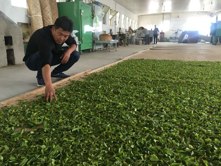 崂山2020年崂山茶斗茶大赛金奖得主胡孝林手工制茶初心不改 传播崂山茶文化