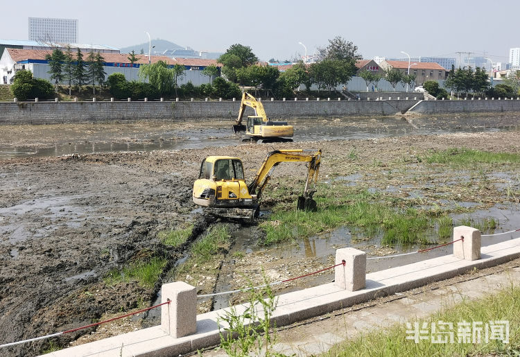 绿龙崂山区张村河河道内水肥草绿 穿越市区似“绿龙”蜿蜒