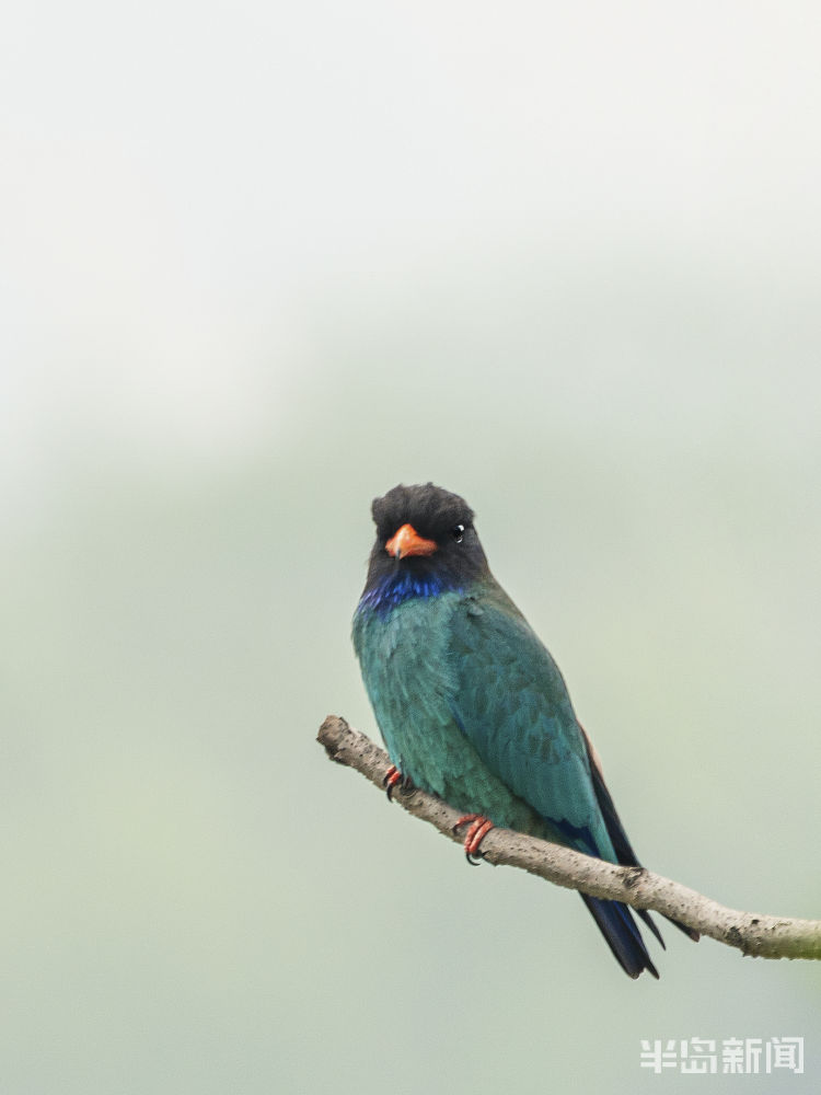 一鸟青岛候鸟传｜三宝之声闻一鸟 见到这种鸟的人吉祥