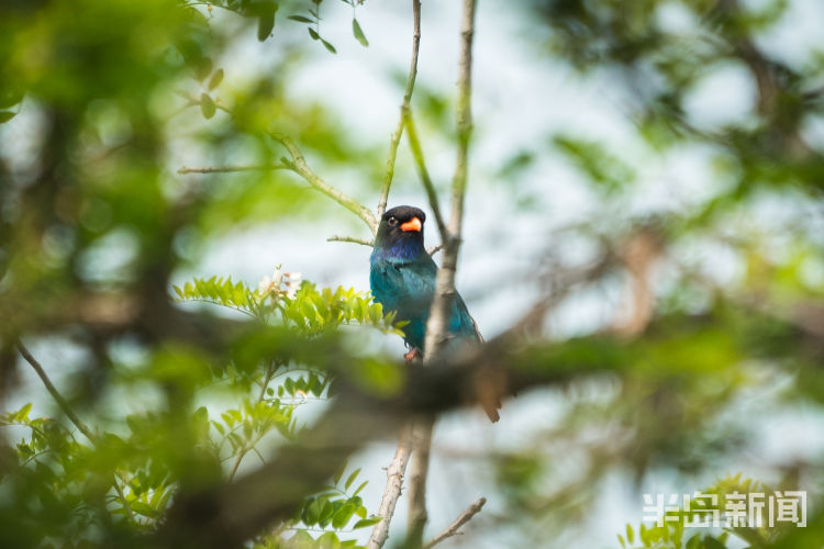 一鸟青岛候鸟传｜三宝之声闻一鸟 见到这种鸟的人吉祥