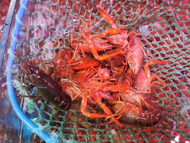 小龙虾小龙虾出现“亲民”价 一百元能买五斤多 “小龙虾自由”真实现了？