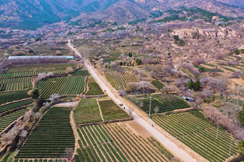 王哥庄【文明实践 德耀崂山】王哥庄街道加快推进标山田园综合体建设，打造山美、水美、村居美的新面貌