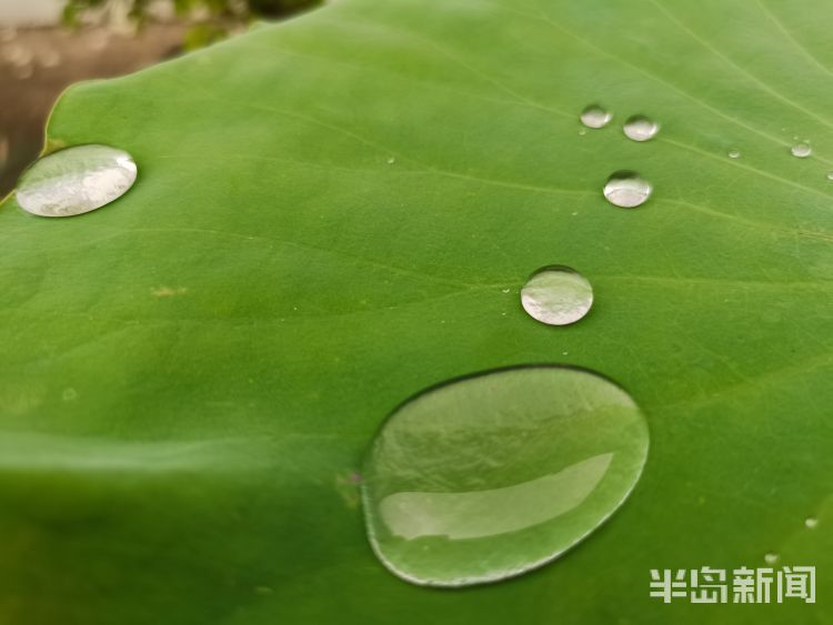 莲叶城阳区：雨后莲叶上的滴滴水珠晶莹剔透