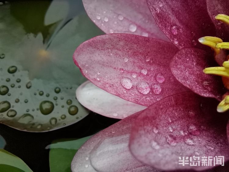 莲叶城阳区：雨后莲叶上的滴滴水珠晶莹剔透