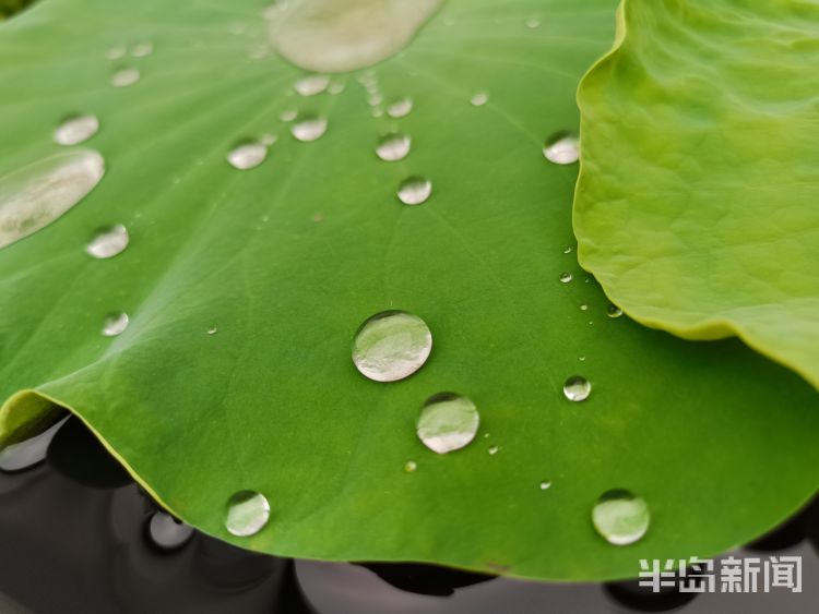 莲叶城阳区：雨后莲叶上的滴滴水珠晶莹剔透