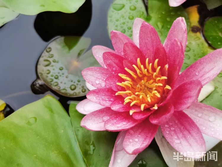 莲叶城阳区：雨后莲叶上的滴滴水珠晶莹剔透