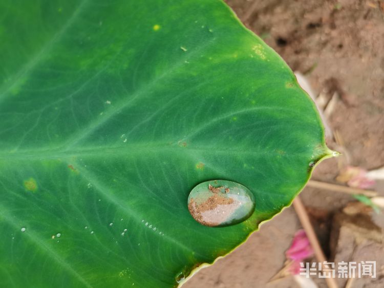 莲叶城阳区：雨后莲叶上的滴滴水珠晶莹剔透