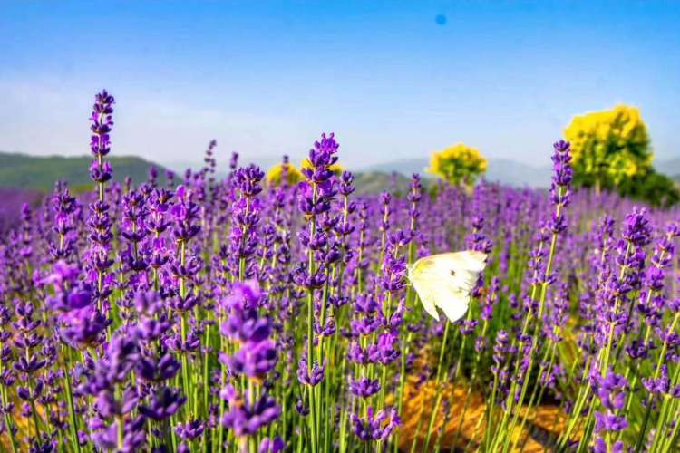 一家亲“胶东一家亲 邀您来潍坊”文化旅游推介会青岛举行