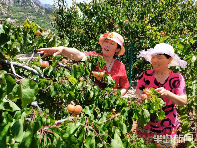 我乐红杏崂山区北宅街道我乐社区：红杏正当红 持续吃到七月中旬