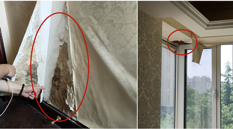 发霉青岛新华锦爱丁堡业主家多处墙面发霉长毛 物业让自己修