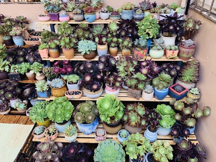 市集6月14日青岛首个园艺市集将在中山公园试运营 快去“淘宝”