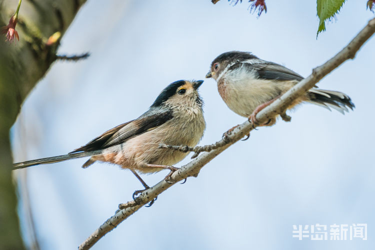 娃多青岛候鸟传④｜“带娃高手”银喉长尾山雀：娃多了照顾不过来 会请保姆
