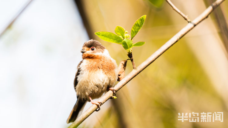 娃多青岛候鸟传④｜“带娃高手”银喉长尾山雀：娃多了照顾不过来 会请保姆