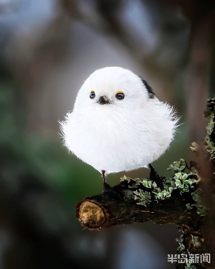 娃多青岛候鸟传④｜“带娃高手”银喉长尾山雀：娃多了照顾不过来 会请保姆