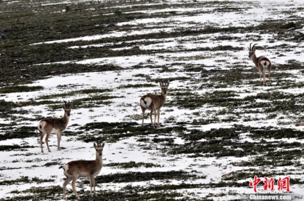 文化和自然遗产日来了 中国这些珍贵世界遗产你了解多少？