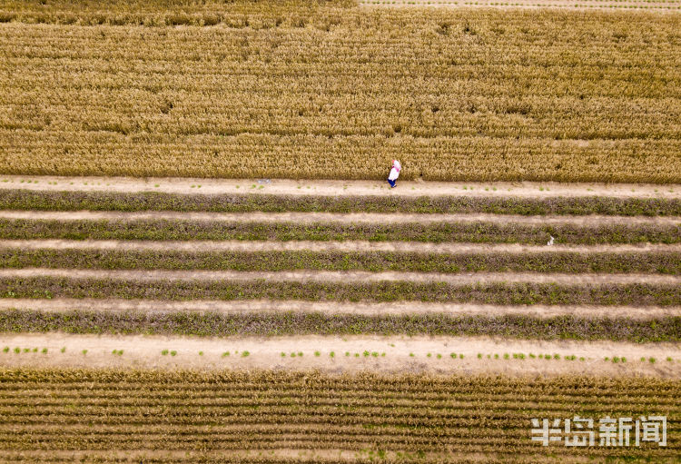 麦浪即墨区金口镇青山北村：麦浪翻空沃野黄