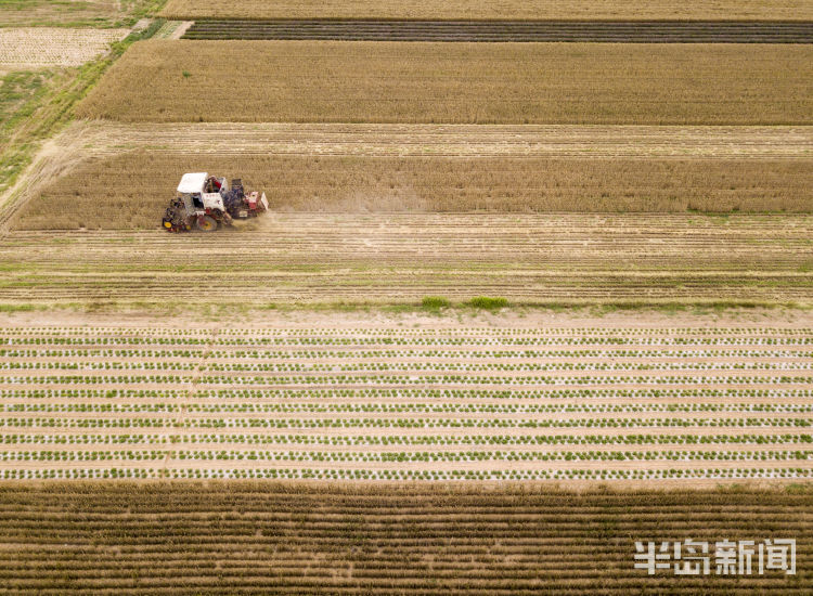 麦浪即墨区金口镇青山北村：麦浪翻空沃野黄