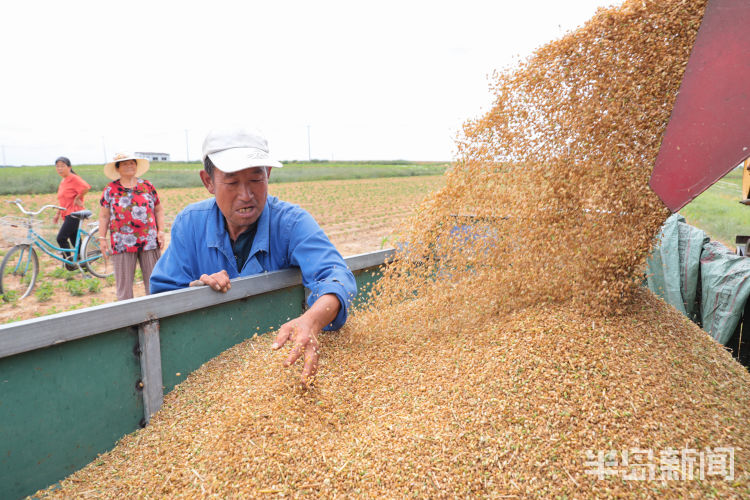 麦浪即墨区金口镇青山北村：麦浪翻空沃野黄