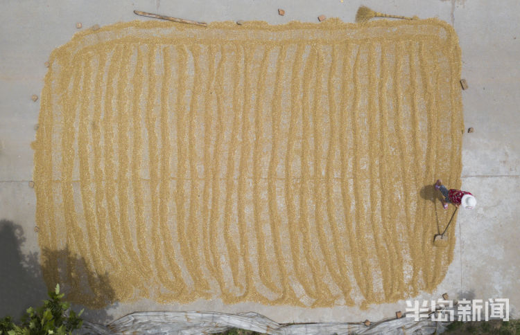 麦浪即墨区金口镇青山北村：麦浪翻空沃野黄