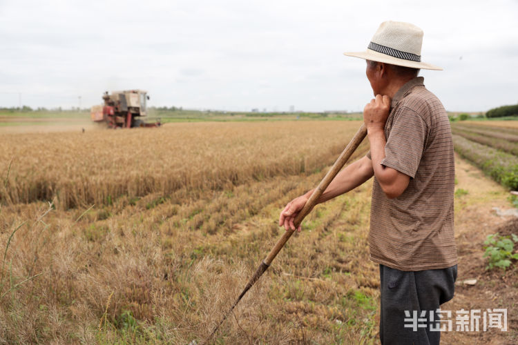 麦浪即墨区金口镇青山北村：麦浪翻空沃野黄